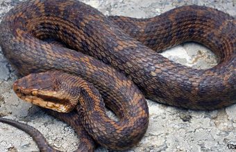GNN New Species of Venomous Pit Viper Discovered in the Eastern Himalayas