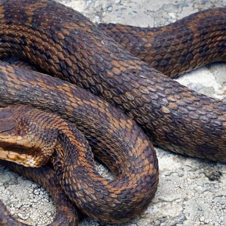 GNN New Species of Venomous Pit Viper Discovered in the Eastern Himalayas