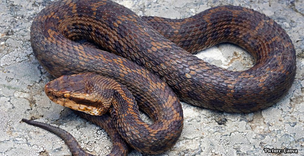 GNN New Species of Venomous Pit Viper Discovered in the Eastern Himalayas