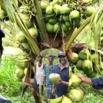GNN Actor R Madhavan Transforms Barren Land into Thriving Coconut