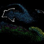 GNN Columbia University Research Reveals Neurogenesis Stalls in Adults with Major Depression