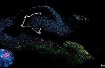 GNN Columbia University Research Reveals Neurogenesis Stalls in Adults with Major Depression