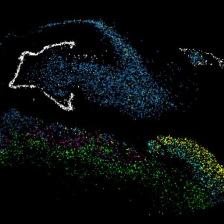 GNN Columbia University Research Reveals Neurogenesis Stalls in Adults with Major Depression