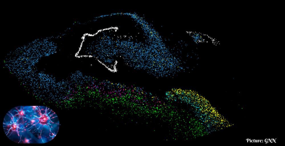 GNN Columbia University Research Reveals Neurogenesis Stalls in Adults with Major Depression