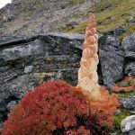 Exploring the Himalayan Diamond Flower: A Rare Natural Wonder with Ecological Significance GNN Exploring the Himalayan Diamond Flower A Rare Natural Wonder with Ecological Significance