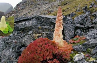 GNN Exploring the Himalayan Diamond Flower A Rare Natural Wonder with Ecological Significance