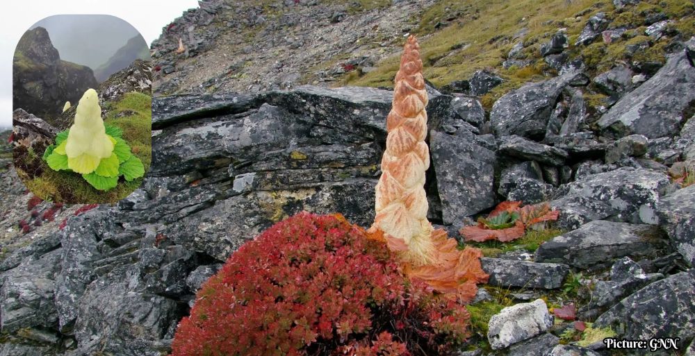 GNN Exploring the Himalayan Diamond Flower A Rare Natural Wonder with Ecological Significance