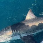 Scientists Investigate Shark Behavior to Enhance Hurricane Prediction Models GNN Scientists Investigate Shark Behavior