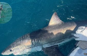 GNN Scientists Investigate Shark Behavior