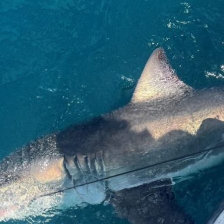 GNN Scientists Investigate Shark Behavior
