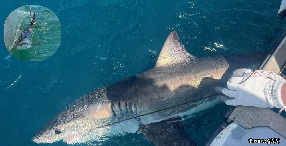 GNN Scientists Investigate Shark Behavior