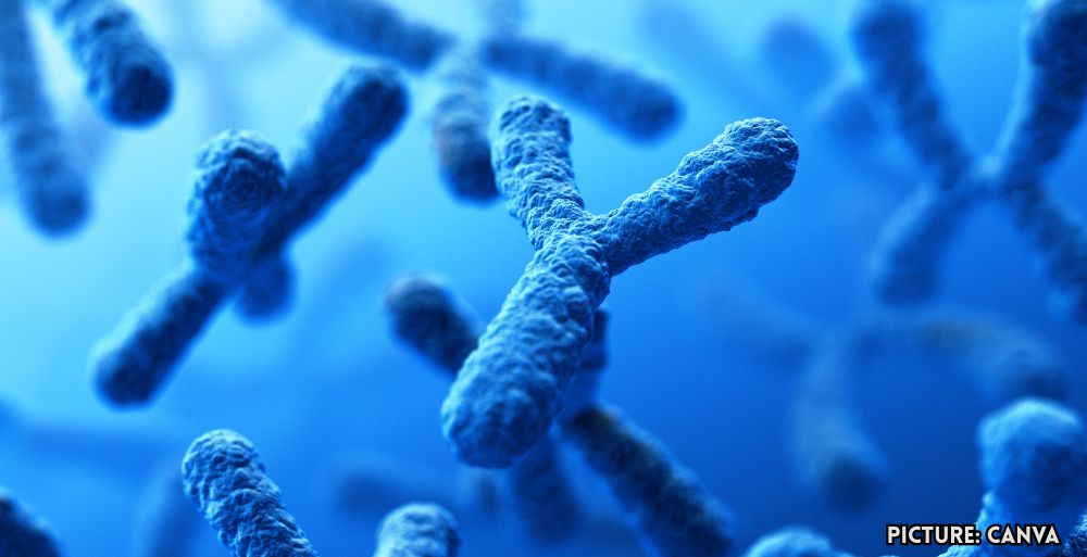 GNN Loss of Y Chromosome in Men Linked to Cancer Development