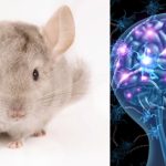Healthandwellness — Neuroscientists Create Mice with Human Brain Cells to Study Neurodevelopmental Disorders
