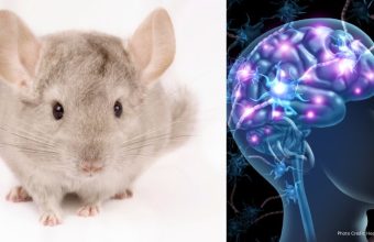 Healthandwellness — Neuroscientists Create Mice with Human Brain Cells to Study Neurodevelopmental Disorders