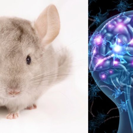 Healthandwellness — Neuroscientists Create Mice with Human Brain Cells to Study Neurodevelopmental Disorders