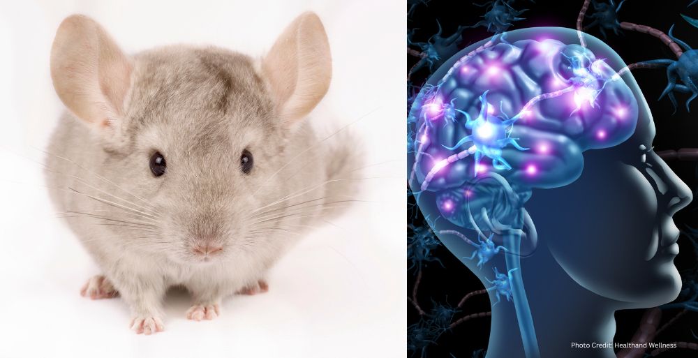 Healthandwellness — Neuroscientists Create Mice with Human Brain Cells to Study Neurodevelopmental Disorders
