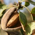 Almonds: Nutritional Powerhouses with Significant Health Benefits Healthandwellness —Almond