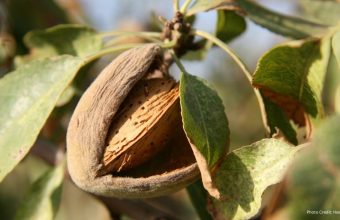Healthandwellness —Almond