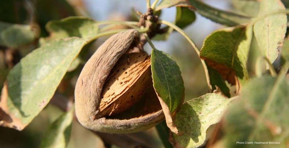 Healthandwellness —Almond