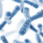 Beyond Hormones Landmark Science Review Reveals How X and Y Chromosomes Direct Cellular Aging Immunity and Disease Risk