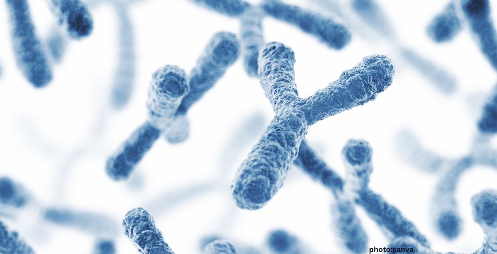 Beyond Hormones Landmark Science Review Reveals How X and Y Chromosomes Direct Cellular Aging Immunity and Disease Risk