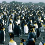 GNN Penguin Colony Due to Climate Change