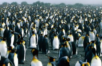 GNN Penguin Colony Due to Climate Change