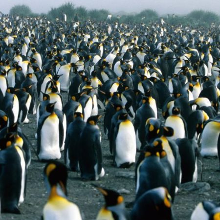 GNN Penguin Colony Due to Climate Change