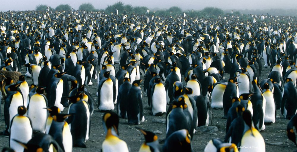 GNN Penguin Colony Due to Climate Change