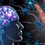 Healthandwellness Alcohol Induced Brain Damage Through Immune Cells