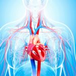 Breakthrough Study Reveals SGLT2 Inhibitors’ Potential to Reduce Inflammation and Cardiovascular Risk Healthandwellness Cardiovascular Risk