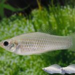 Healthandwellness Molly fish