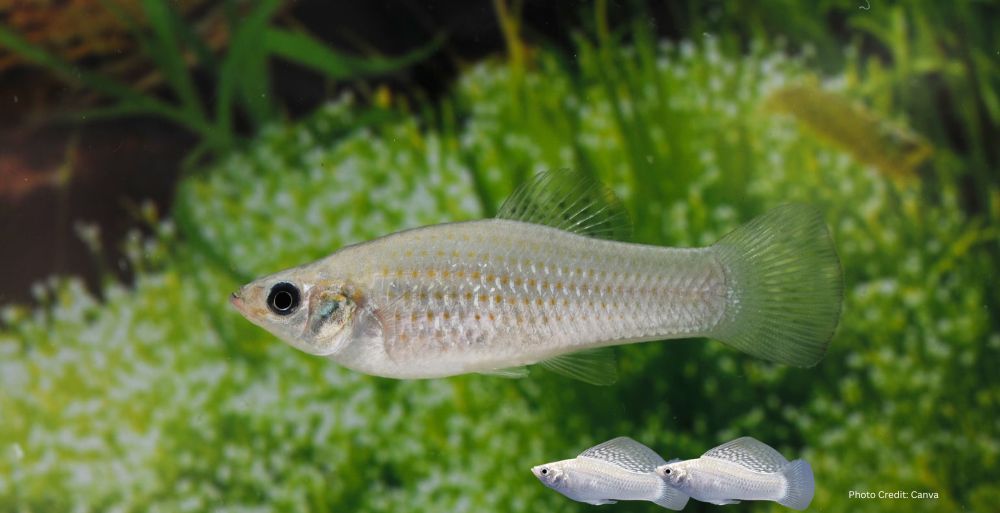 Healthandwellness Molly fish