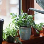 Research Highlights Health Benefits of Houseplants