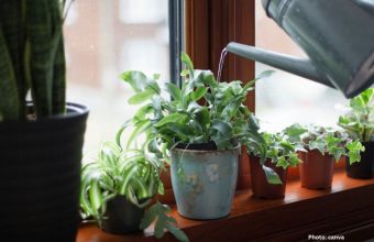 Research Highlights Health Benefits of Houseplants