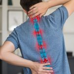 spine
